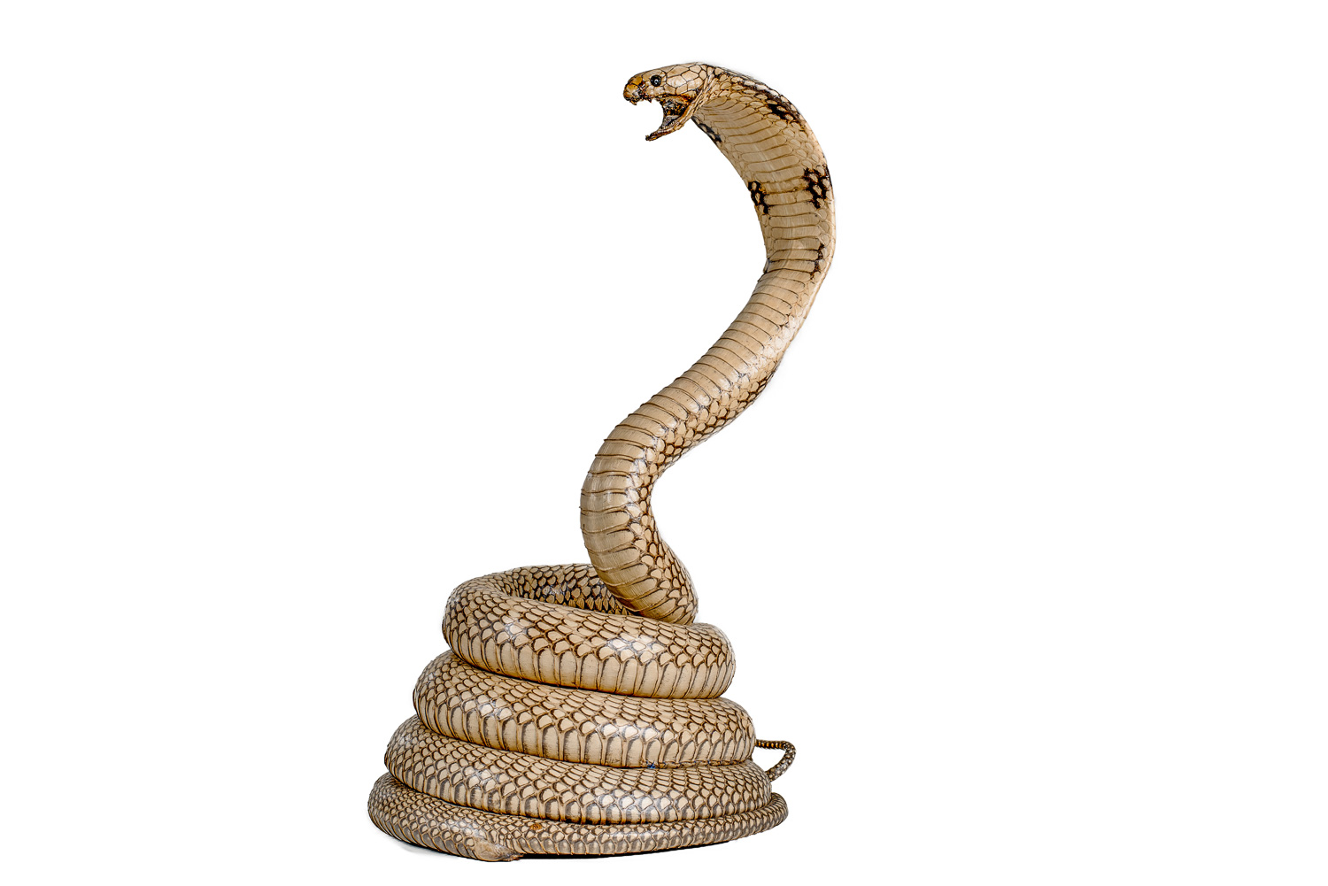 stuffed king cobra