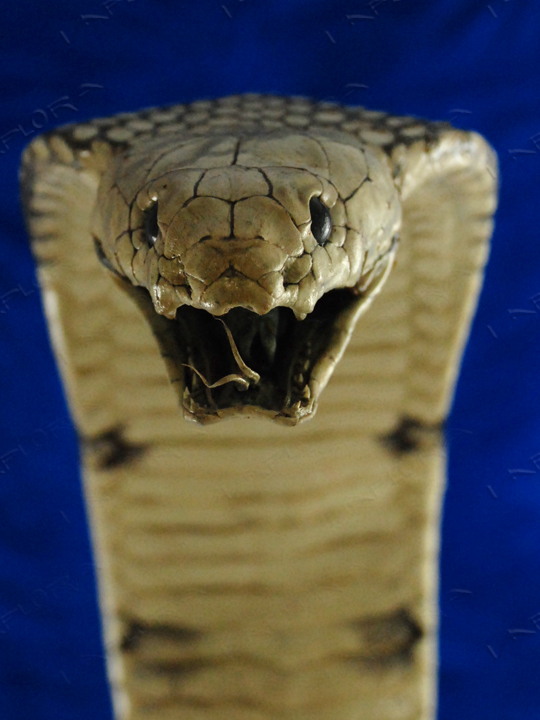 stuffed king cobra