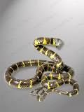 Mangrove Snake Taxidermy Mount Style 3