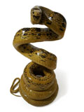 Copperhead Racer Snake Coiled Taxidermy Mount