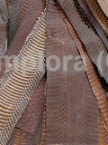 Dark Brown Cobra Snake Skin Scraps